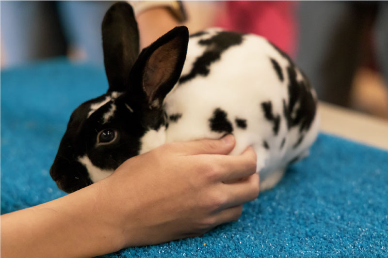 Student caring for a rabbit project