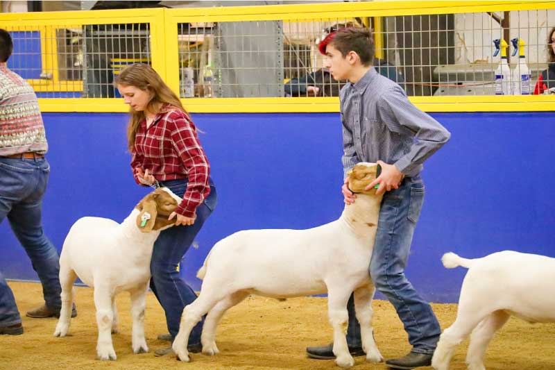 Student exhibitors presenting livestock in the show ring
